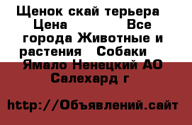Щенок скай терьера › Цена ­ 20 000 - Все города Животные и растения » Собаки   . Ямало-Ненецкий АО,Салехард г.